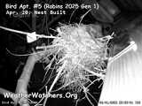Bird Cam
